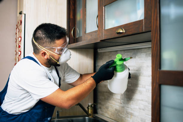Best Bed Bug Extermination  in Ringgold, LA