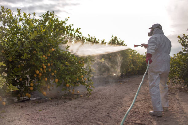 Best Pest Prevention Services  in Ringgold, LA